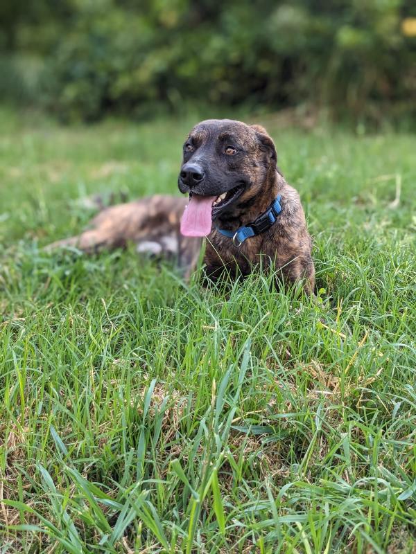 Bear, cane tigrato 3 anni – taglia media, dolce e intelligente Foto 2